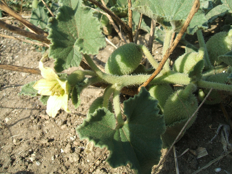 Ecballium elaterium / Cocomero asinino